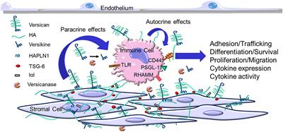 Versican—A Critical Extracellular Matrix Regulator of Immunity and Inflammation